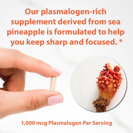 Sun Neuro Nootropic Brain Supplement | Plasmalogen Boost from Sea Pineapples | 180 Caps