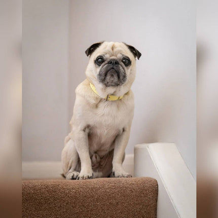 Yellow Lignify Dog Collar