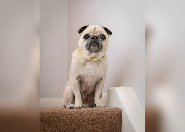 Yellow Lignify Dog Collar