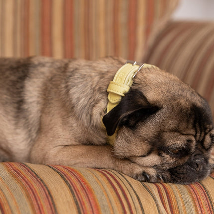 Yellow Lignify Dog Collar